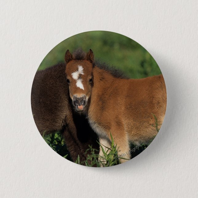 Miniature Foals in Grass Button (Front)