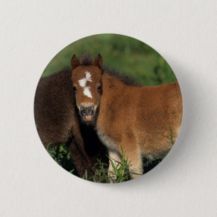 Miniature Foals in Grass Button