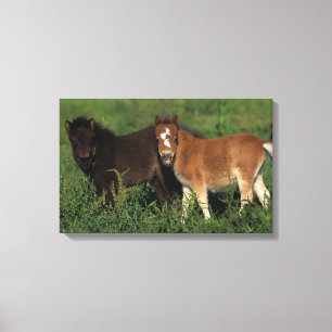 Miniature Foals in Grass Canvas Print