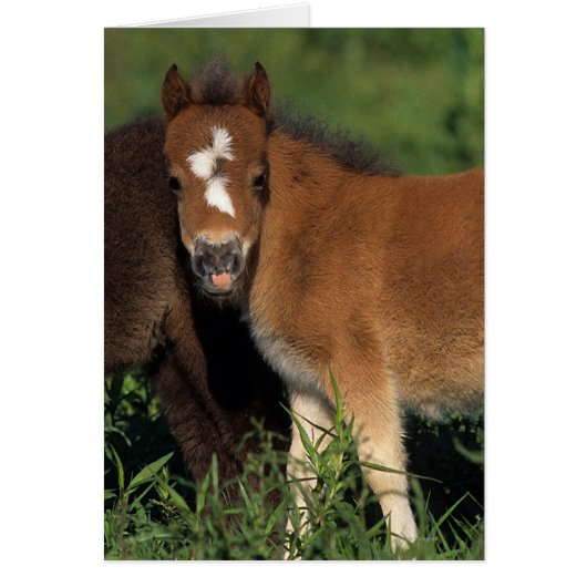 Miniature Foals in Grass Cards (Front)