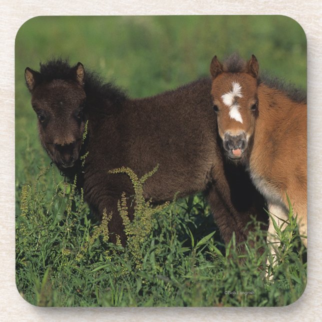 Miniature Foals in Grass Drink Coaster (Front)