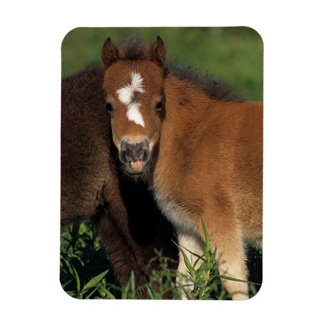 Miniature Foals in Grass Magnet (Vertical)