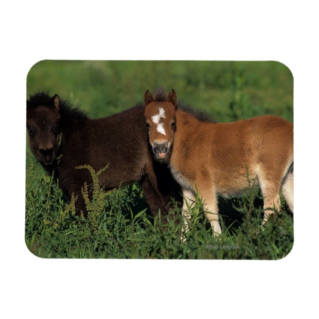 Miniature Foals in Grass Magnet (Horizontal)