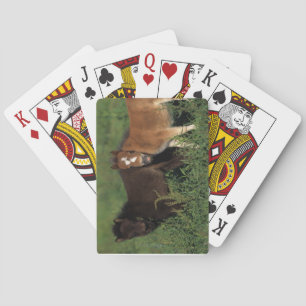 Miniature Foals in Grass Poker Cards
