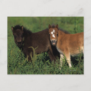 Miniature Foals in Grass Postcard