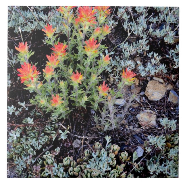 Miniature Garden at Gem Lake Ceramic Tile (Front)