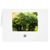Miniature Green Forest Bonsai Pot Pedestal Leaves Cards (Back Horizontal)