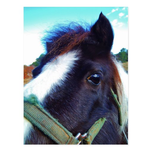 miniature horse face close-up postcard | Zazzle