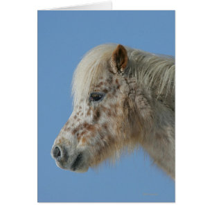 Miniature Horse Headshot