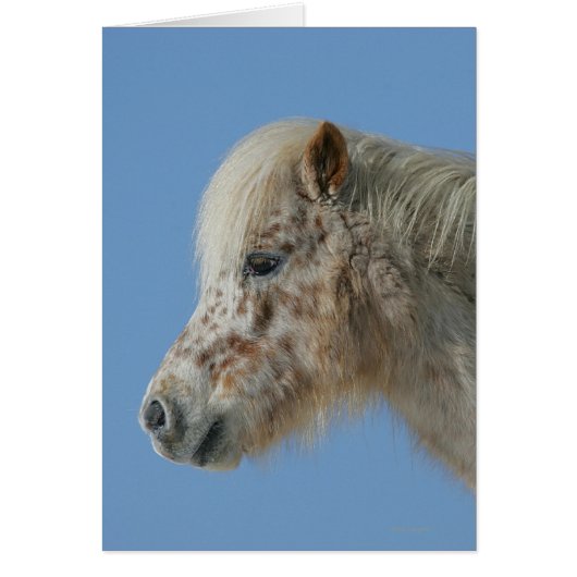 Miniature Horse Headshot Cards (Front)