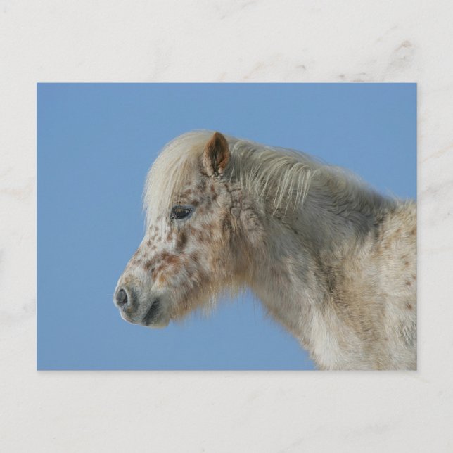 Miniature Horse Headshot Postcard (Front)