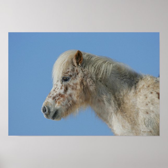 Miniature Horse Headshot Poster (Front)