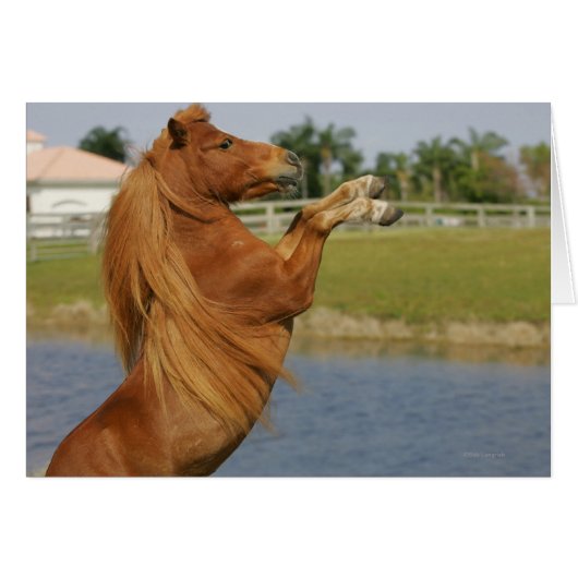 Miniature Horse Rearing (Front Horizontal)