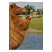 Miniature Horse Rearing (Front)