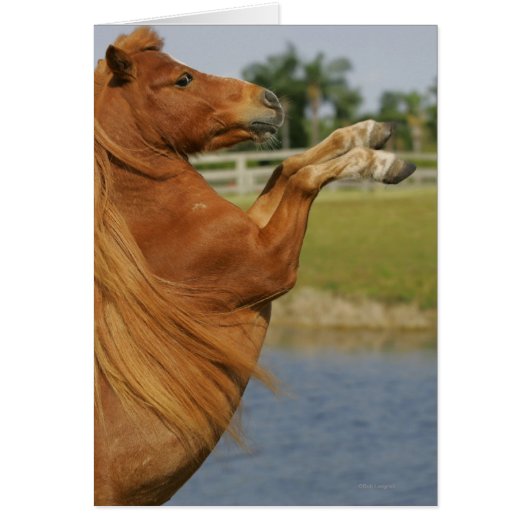 Miniature Horse Rearing (Front)