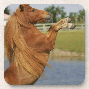 Miniature Horse Rearing Coaster