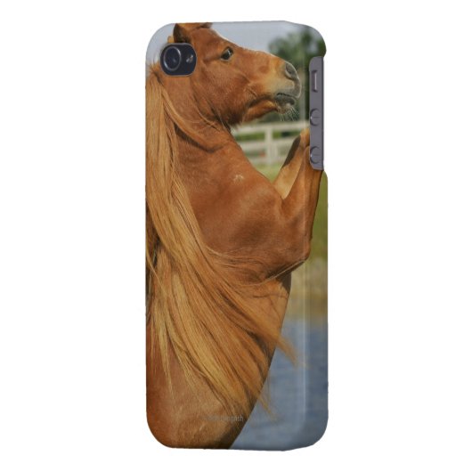 Miniature Horse Rearing iPhone Case (Back Left)