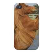 Miniature Horse Rearing iPhone Case (Back)