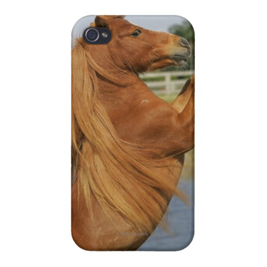 Miniature Horse Rearing iPhone Case (Back)
