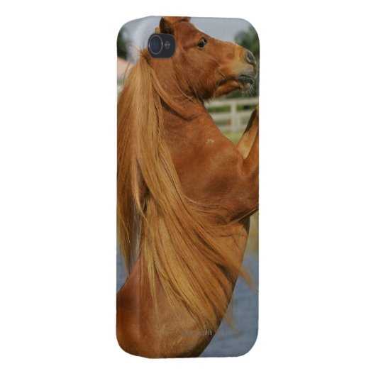 Miniature Horse Rearing iPhone Case (Back Right)