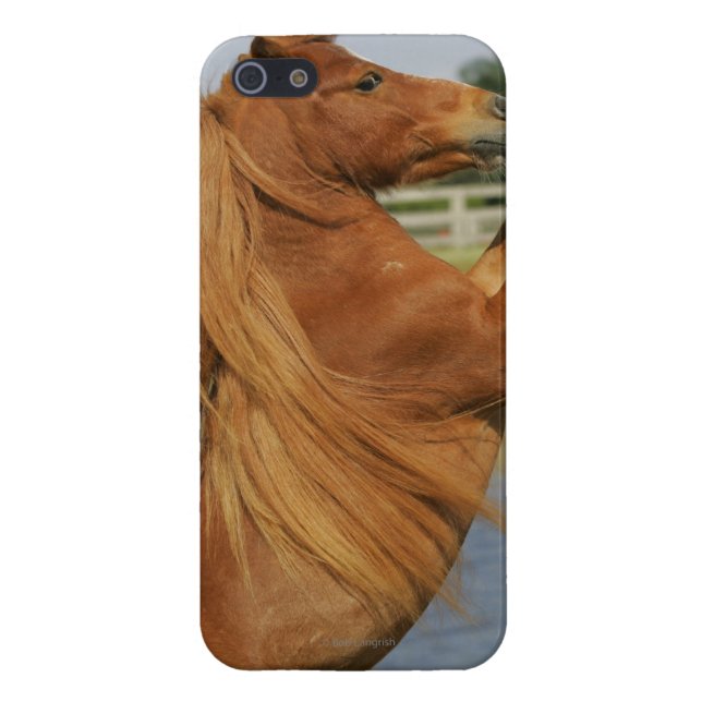 Miniature Horse Rearing iPhone Case (Back)