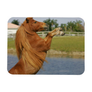 Miniature Horse Rearing Magnet