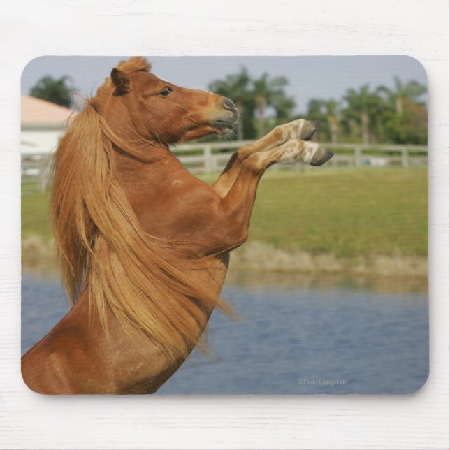Miniature Horse Rearing Mouse Pad (Front)