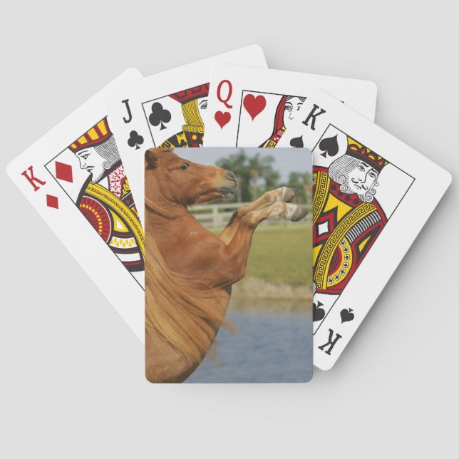 Miniature Horse Rearing Poker Cards (Back)