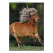 Miniature Horse Running (Front)