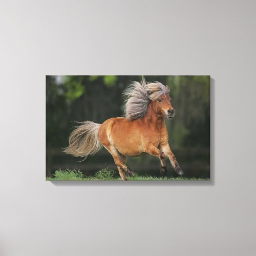 Miniature Horse Running Canvas Print
