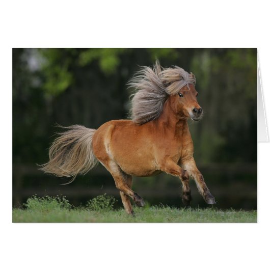 Miniature Horse Running Cards (Front Horizontal)