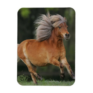 Miniature Horse Running Magnet