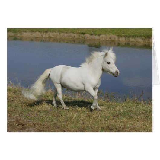Miniature Horse Running Near Water (Front Horizontal)