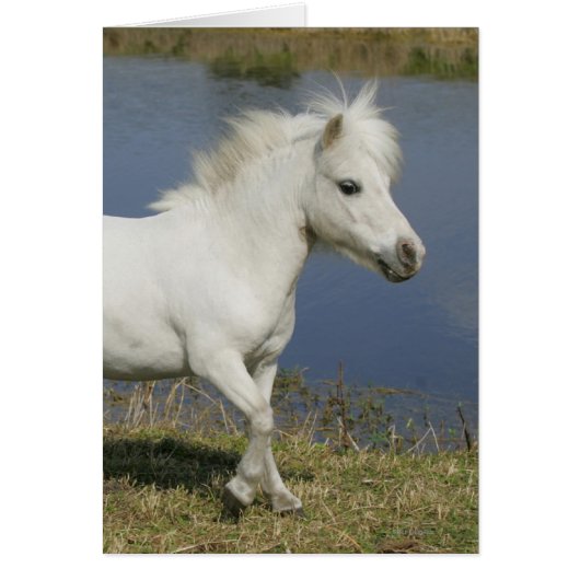 Miniature Horse Running Near Water (Front)