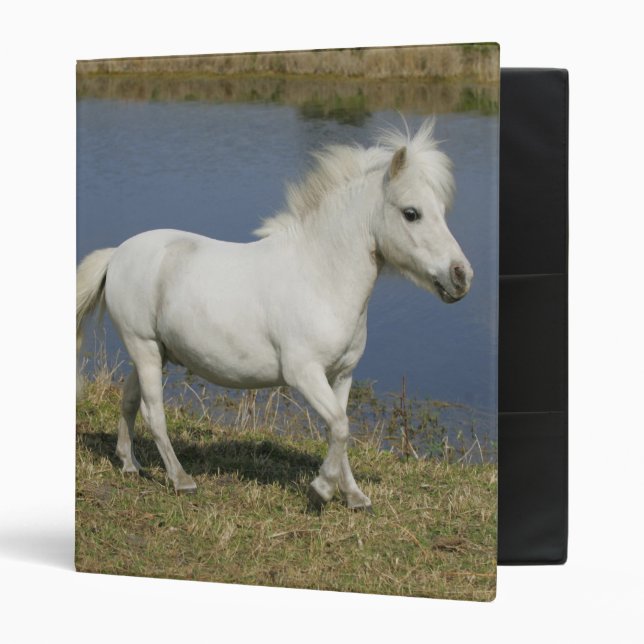 Miniature Horse Running Near Water 3 Ring Binder (Front/Inside)