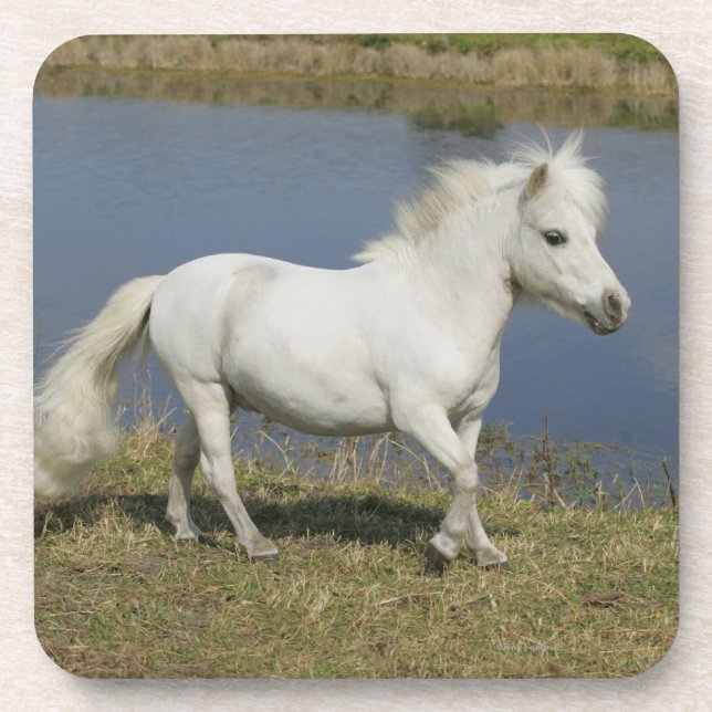 Miniature Horse Running Near Water Coaster (Front)