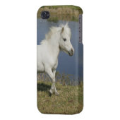 Miniature Horse Running Near Water iPhone Case (Back Left)