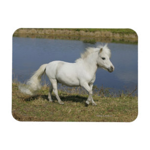 Miniature Horse Running Near Water Magnet