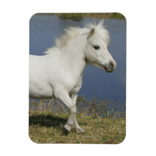 Miniature Horse Running Near Water Magnet