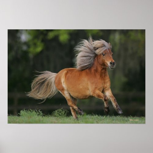 Miniature Horse Running Poster