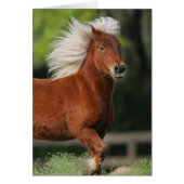 Miniature Horse Standing (Front)