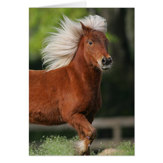 Miniature Horse Standing Cards (Front)