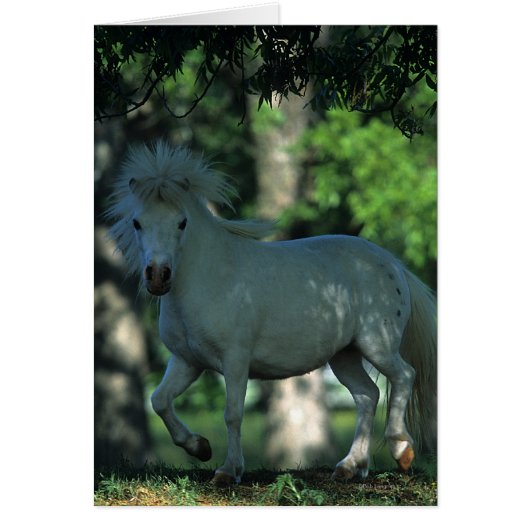 Miniature Horse Standing in the Trees Cards (Front)