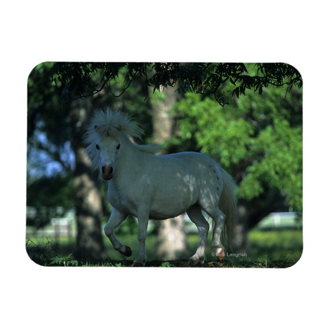 Miniature Horse Standing in the Trees Magnet (Horizontal)