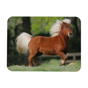 Miniature Horse Standing Magnet