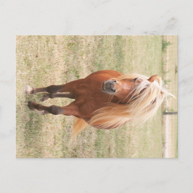 Miniature Horse With A Full Mane Postcard (Front)