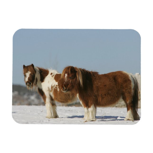 Miniature Horses Standing in the Snow Magnet (Horizontal)