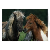 Miniature Horses Touching (Front Horizontal)