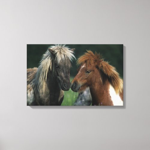 Miniature Horses Touching Canvas Print