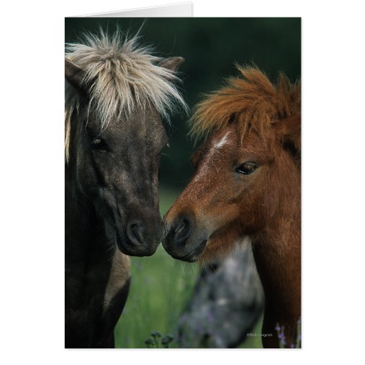 Miniature Horses Touching Cards (Front)